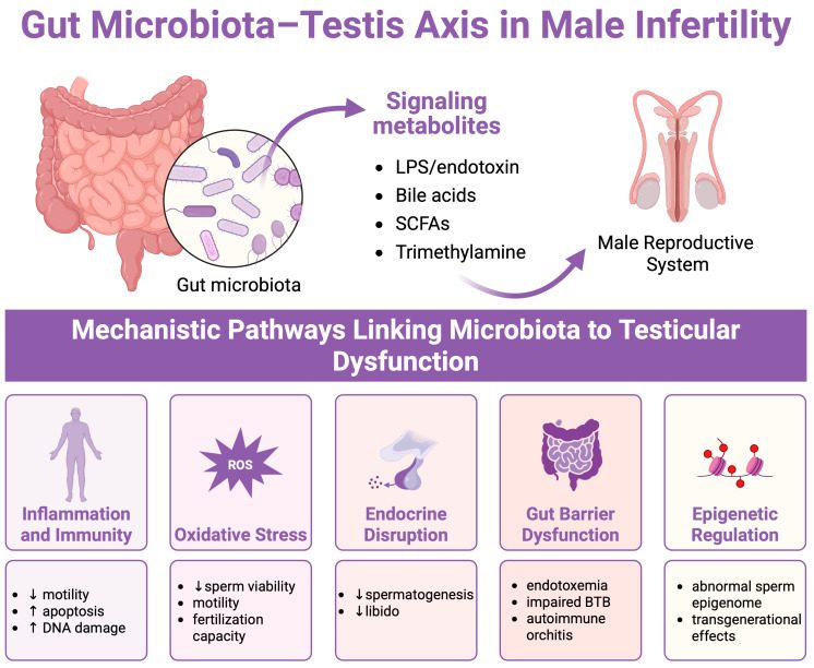androbactoma intestino fertilità maschile