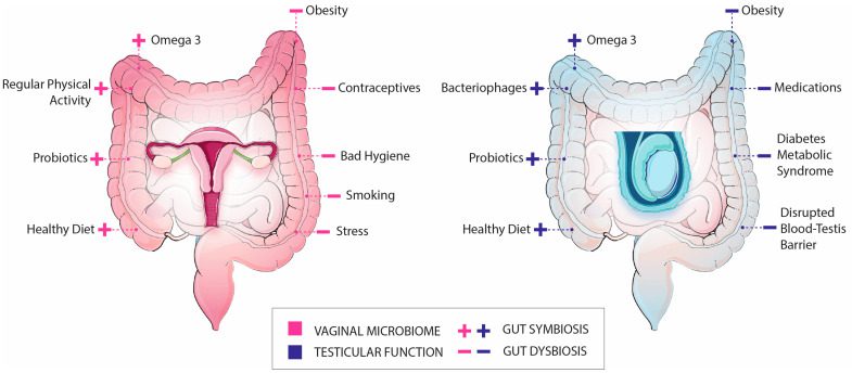 intestino fertilità femminile maschile