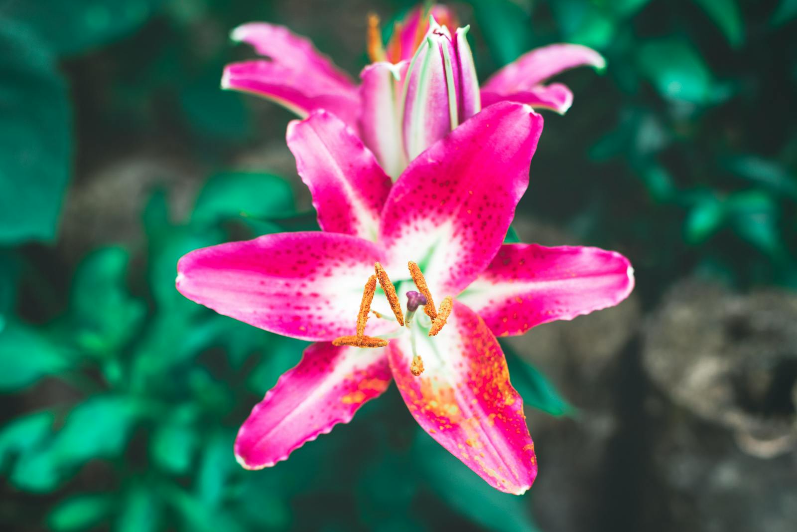 Close-up of a vibrant pink lily in full bloom captured outdoors, showcasing natural beauty.