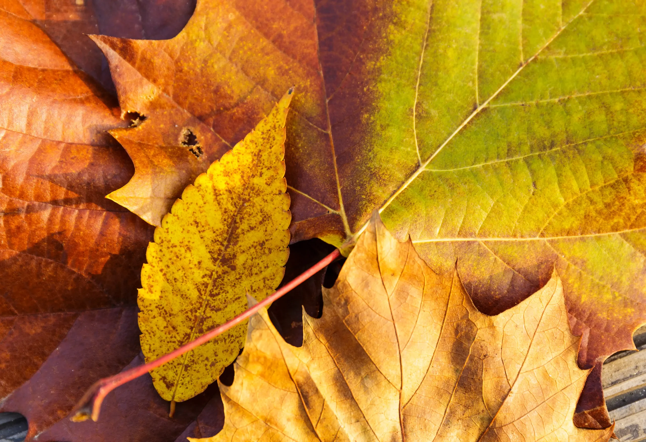 maple-leave-2025-03-26-09-37-51-utc